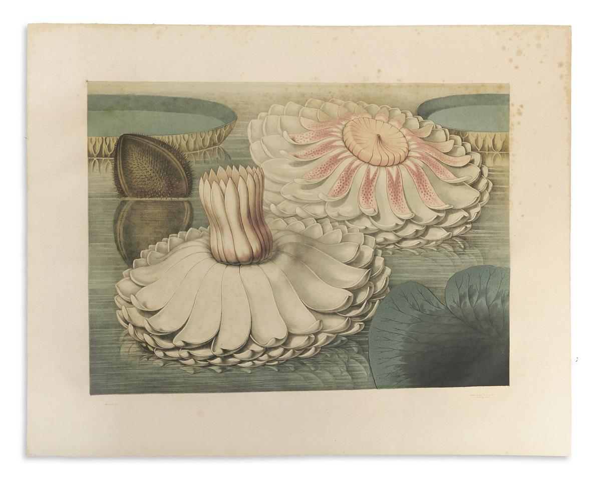 SHARP, WILLIAM. Victoria Regia; or the Great Water Lily of America.